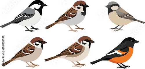 Small Bird Species Vector Set Including Sparrow Chickadee and Bullfinch Cartoon Style Wildlife Illustration Collection Isolated on White Background for Nature Design