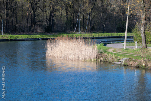 Reeds and trees along canal landscape