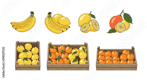 Various clusters of ripe bananas and citrus fruits alongside wooden crates filled with fresh lemons and oranges provide a comprehensive set of food illustrations.