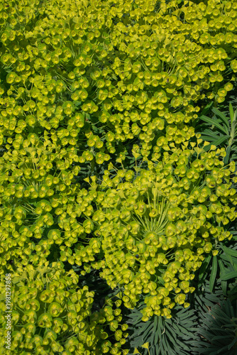Green yellow euphorbia flowers in dense clusters with foliage, spring garden plant texture and natural background. Spring background, botanical texture, garden plant, nature design, floral pattern