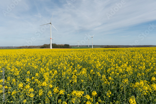 Wind turbines above yellow rapeseed field under blue sky, agricultural landscape with flowering crops and renewable energy infrastructure. Renewable energy, agriculture background, sustainability
