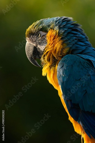 blue and yellow macaw ara