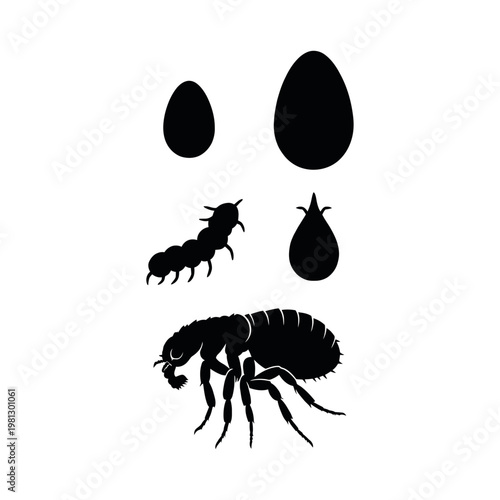 Flea Life Cycle Vector Illustration Insect Growth Stages Silhouette