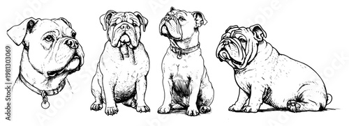Bulldog dog breed portraits set hand drawn engraving style for pet shop or kennel club logo