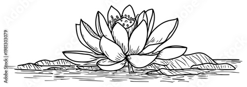 Lotus flower blooming on water with leaves hand drawn engraving style for zen and wellness design