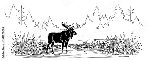Wild moose in forest lake landscape hand drawn engraving style nature vector illustration