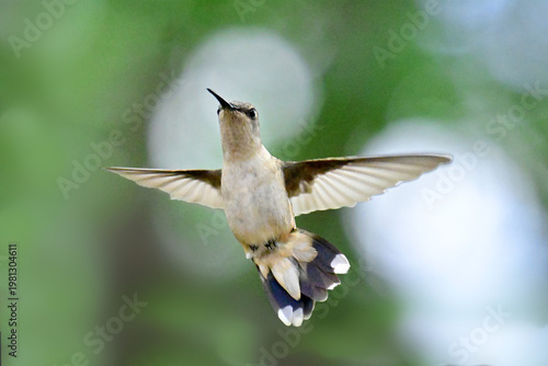 hummingbird in flight