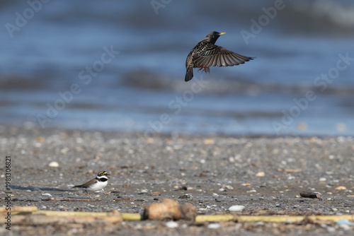 Dynamic interaction of Little Ringed Plover (Charadrius dubius) and Common Starling (Sturnus vulgaris) in natural habitat