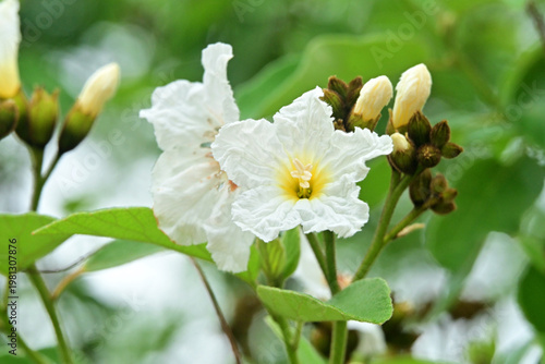 olive flowers