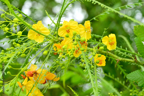 yellow flowers on green background