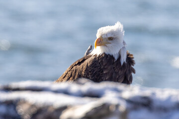 Windblown Mature Bald Eagle on the Homer Spit and Kachemak Bay, Alaska United States