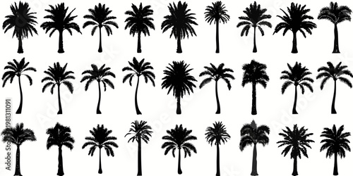 Silhouettes of numerous palm trees against a stark white background