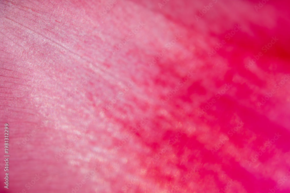 Fototapeta premium Tulip petals pink abstract defocused macro background, soft blur floral texture with copy space, spring elegant design