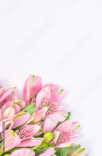 Alstroemeria pink white flowers arranged in corner on white background, vertical floral composition with copy space, elegant spring background