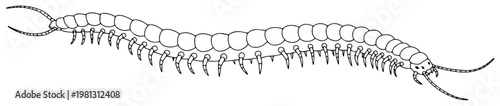 Centipede insect line art sketch minimalist bug illustration wildlife nature vector