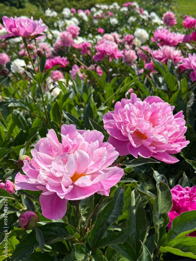 Fototapeta premium Beautiful peonies in the summer garden.