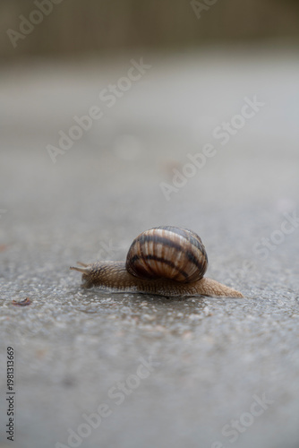 Snail Crawling on Wet Surface Close-Up Slow Movement and Minimal Nature Concept