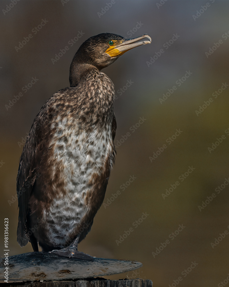 Fototapeta premium Immature great cormorant perched on a post on Lake Constance