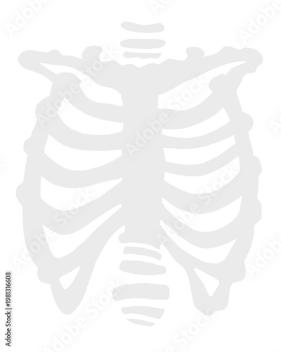Tórax esqueleto.