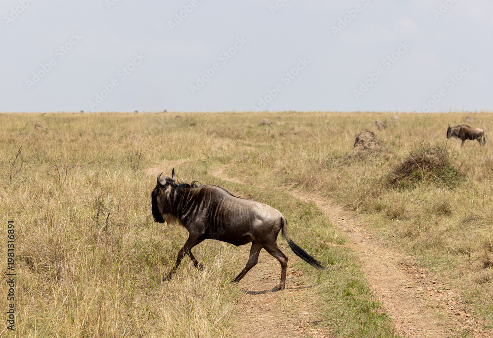 Fototapeta premium Lone Wildebeest running during great migration from Tanzania to Kenya in east Africa