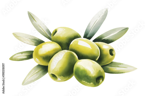 Watercolor olive branch with green olives and leaves botanical illustration.