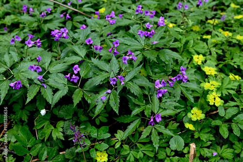 Blooming Dentaria glandulosa at springtime