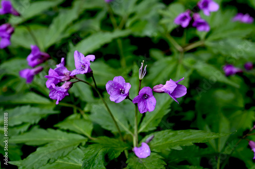 Blooming Dentaria glandulosa at springtime