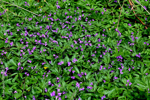 Blooming Dentaria glandulosa at springtime