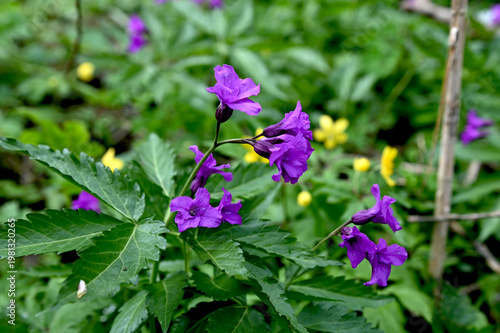 Blooming Dentaria glandulosa at springtime