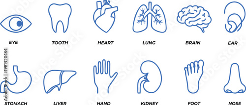 Human Body Parts Line Icons Set, Anatomy Outline Icons Collection, Medical Editable Stroke Vector EPS