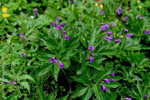 Blooming Dentaria glandulosa at springtime