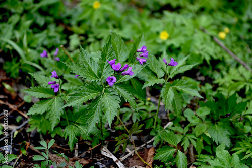 Blooming Dentaria glandulosa at springtime