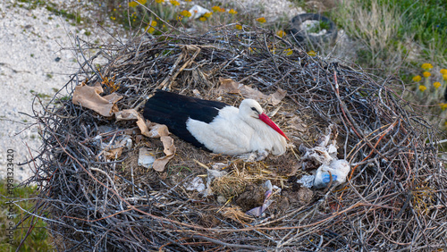 Canvastavla A stork sitting on its eggs in a makeshift nest surrounded by trash