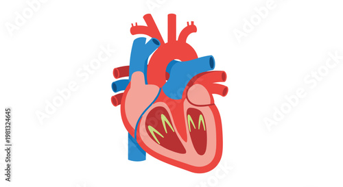 A detailed medical illustration presents a colorful cross-section of the human heart showing internal chambers and valves with major arteries and veins in bold tones.