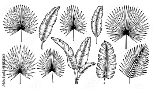 Hand Drawn Black and White Tropical Palm Leaves Vector Set Isolated on White Background
