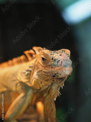 Close‑Up of Orange Iguana in Nature