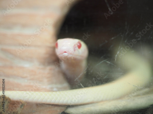 White Javan Cobra Resting on Dry Foliage