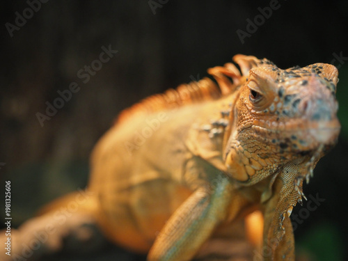 Colorful Iguana Resting Outdoors