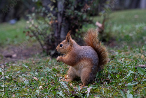 Squirrel Eating A Nut