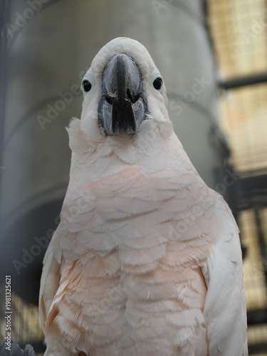 White Cockatoo Close‑Up Behind Cage Bars