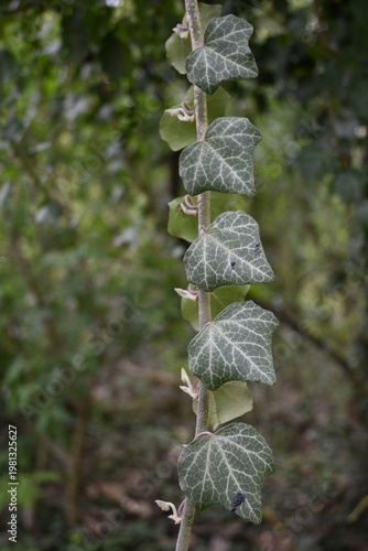 Wallpaper Mural efeu Torontodigital.ca
