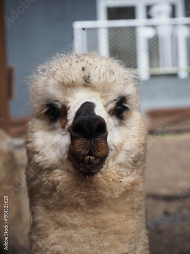 Close‑Up Portrait of Llama Face