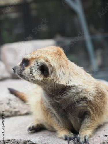 Resting Meerkat Inside Captive Habitat