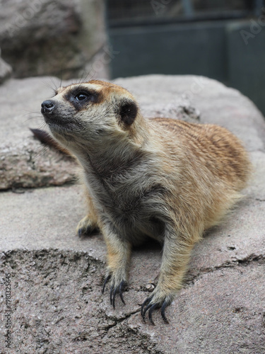 Meerkat Relaxing on Ground in Enclosure