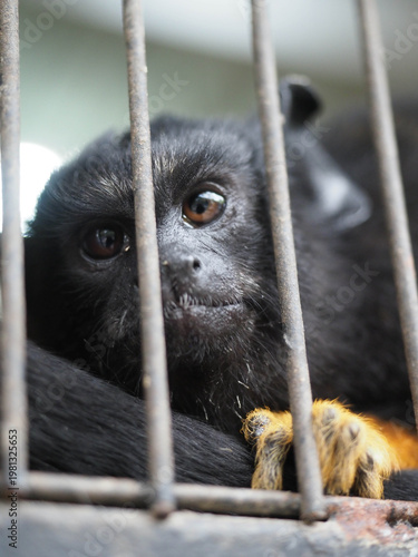 Golden‑Handed Tamarin Close‑Up Behind Cage