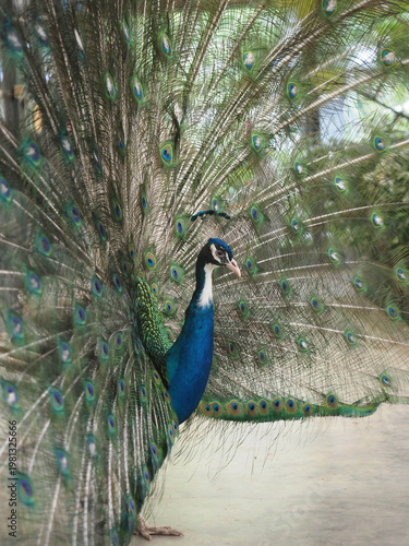 Close‑Up of Green Peafowl in Courtship Display