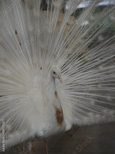 White Peacock Displaying Fully Spread Tail