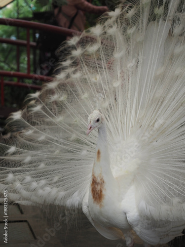 Elegant White Peacock with Open Tail Feathers