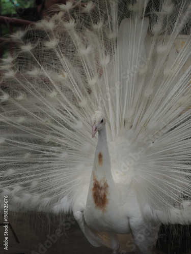 Close‑Up of White Peacock in Courtship Display