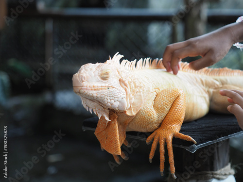 Orange Reptile on Fresh Green Grass